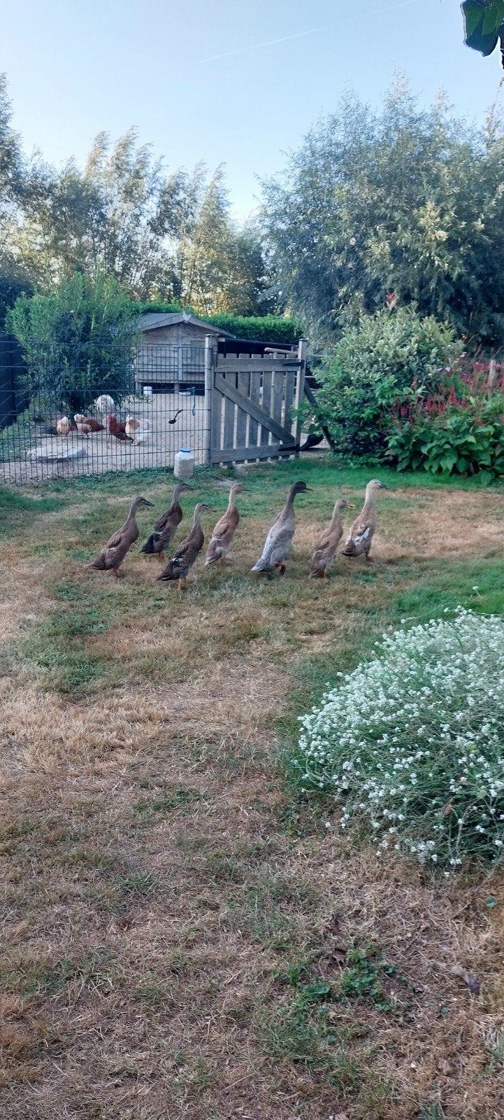Loopeendjes, Dieren en Toebehoren, Ophalen, Nieuw, Overige typen