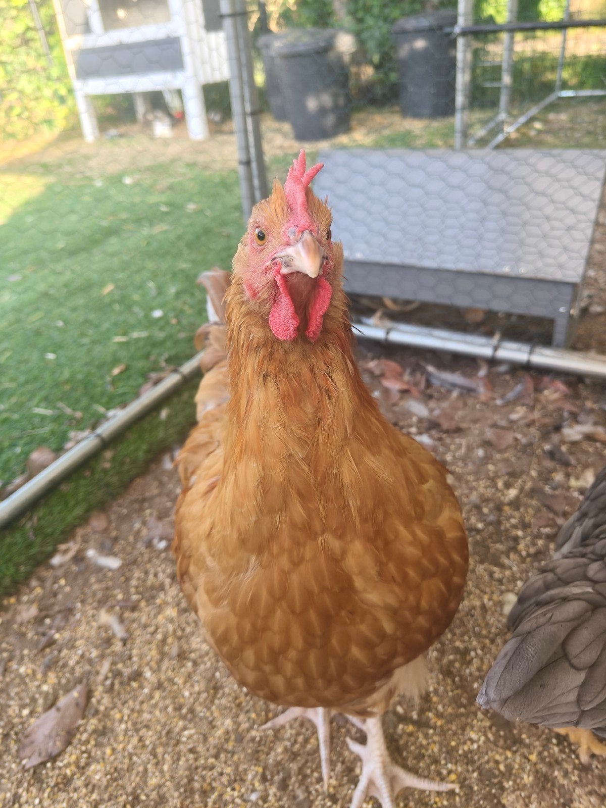 Hanen  orpington groot, Dieren en Toebehoren, Mannelijk, Kip