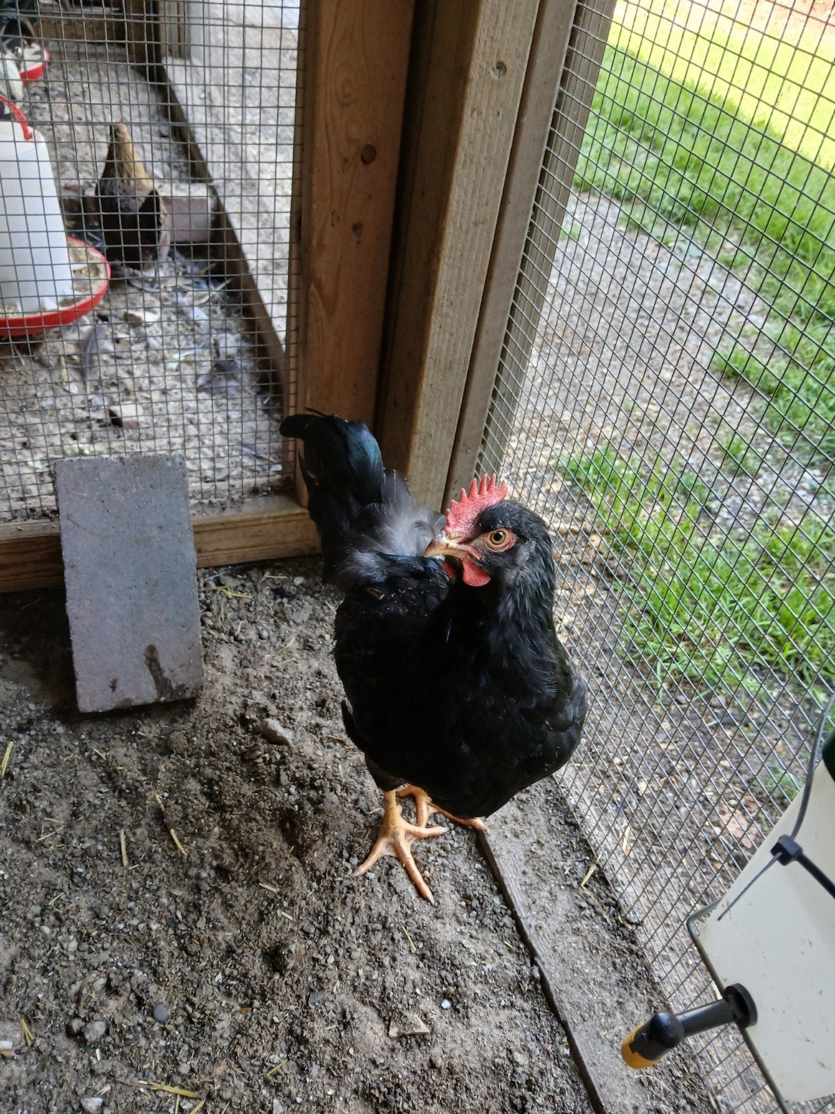 Barnevelder hanen dubbelgezoomd groot 9 weken, Dieren en Toebehoren, Mannelijk, Kip