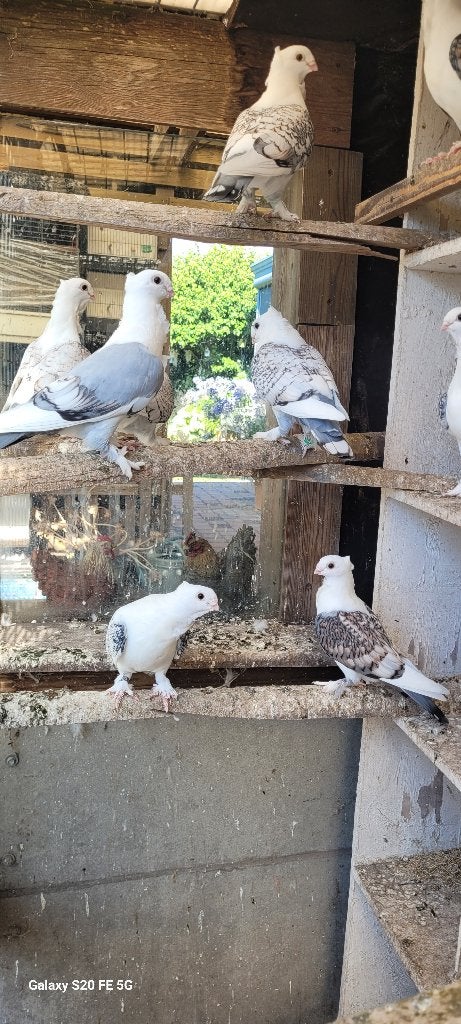 Oud oosterse meeuwen, Meerdere dieren, Overige soorten