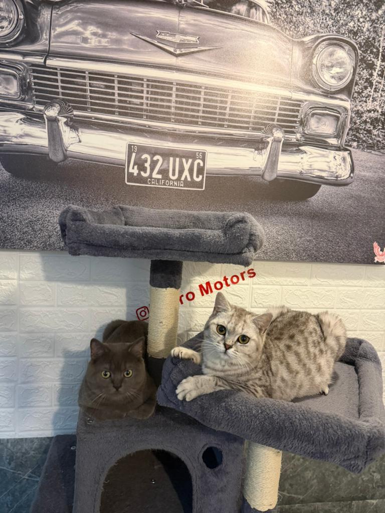 Koppel brits korthaar, Dieren en Toebehoren, Katten en Kittens | Raskatten | Korthaar, Meerdere dieren, Ontwormd
