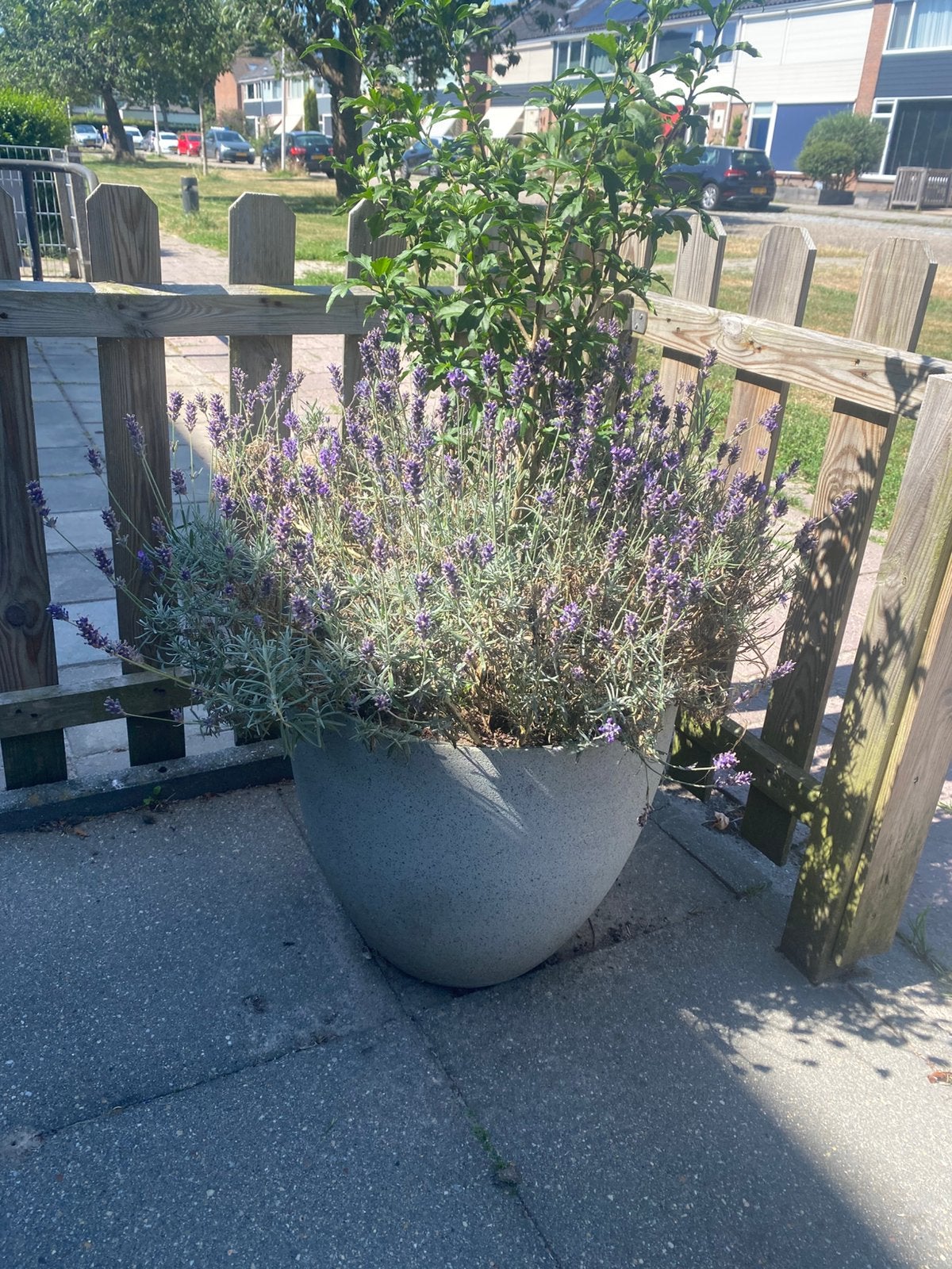 Bloempot met inhoud, Ophalen, Rond, Zo goed als nieuw, Aardewerk