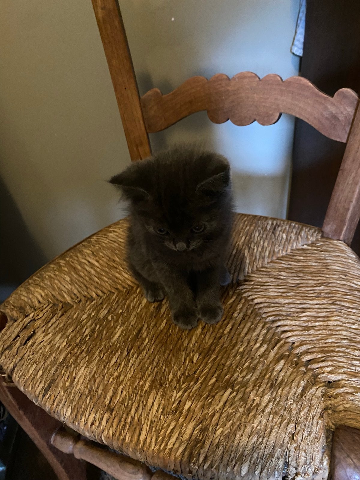 Kittens, Meerdere dieren