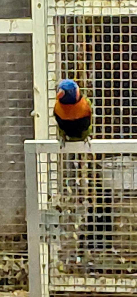 Lori van de blauwe bergen, Vrouwelijk