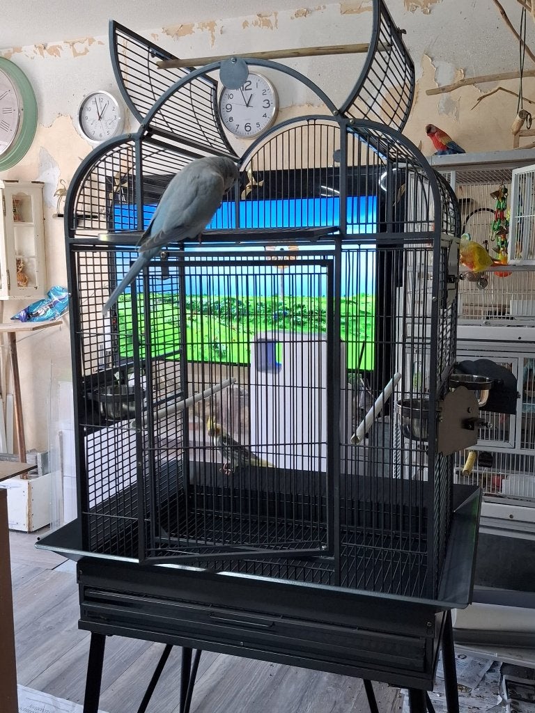 Muisparkieten Papegaaienkooi, Ophalen, Zo goed als nieuw, Metaal, Vogelkooi
