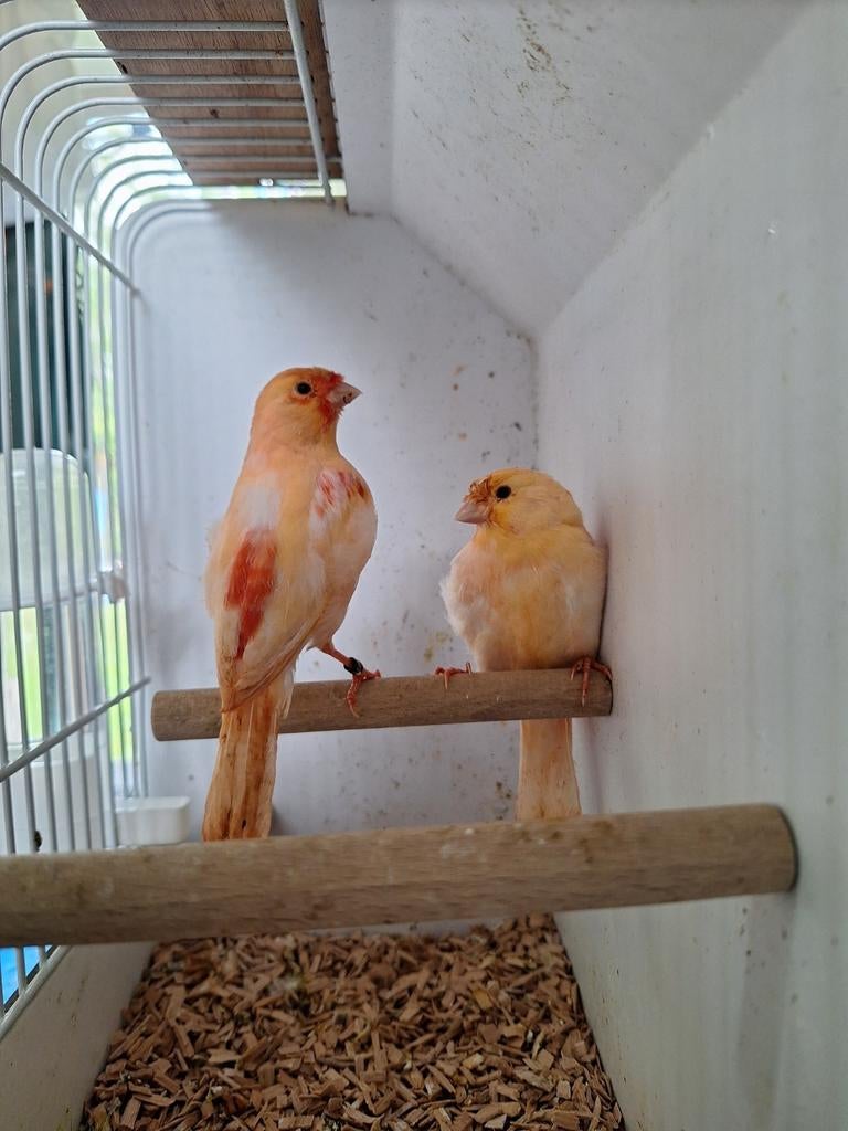 Kleur kannaries.Zie beschrijving., Dieren en Toebehoren, Vogels | Kanaries, Meerdere dieren, Kleurkanarie