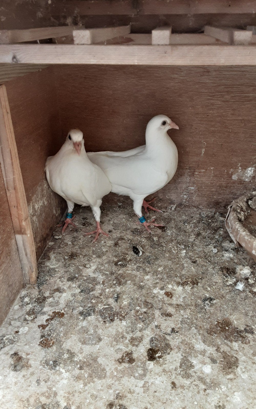 Witte jongen postduiven 4 stuks met eigendomsbewijs, Dieren en Toebehoren, Meerdere dieren, Postduif