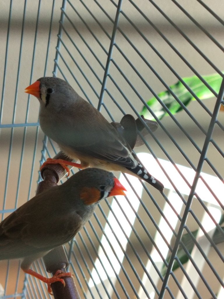 Broer/zus zebravink, Meerdere dieren, Tropenvogel