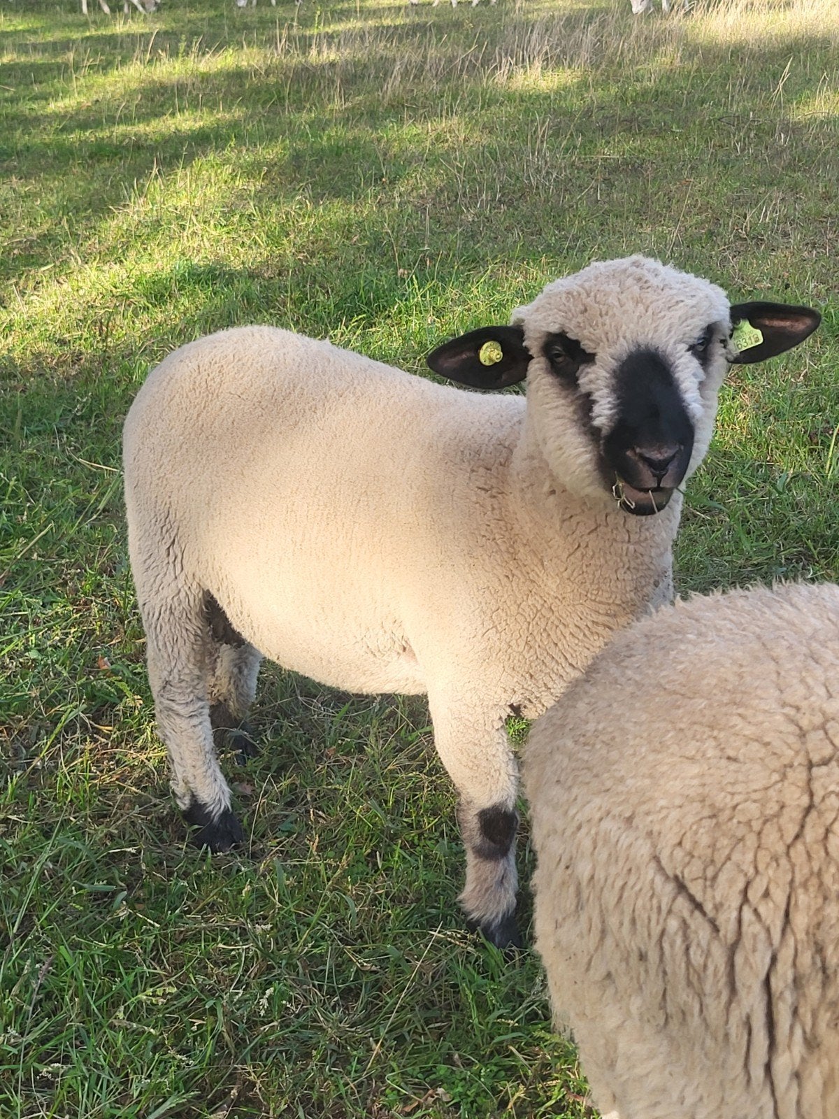 hampshire down ram, Dieren en Toebehoren, Mannelijk, Schaap