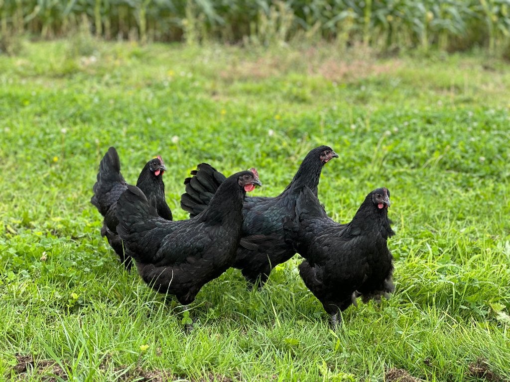 Jonge tamme Australorp kippen gesekst & ingeënt, Vrouwelijk, Kip