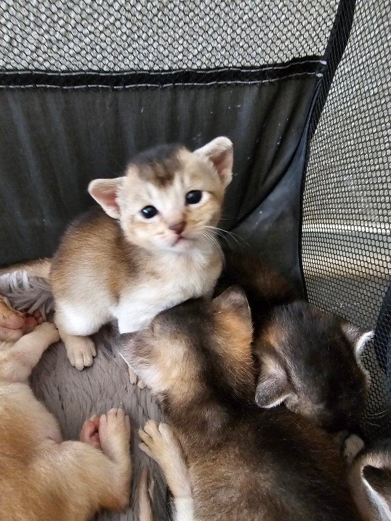 Zilver Abessijn kittens, 0 tot 2 jaar