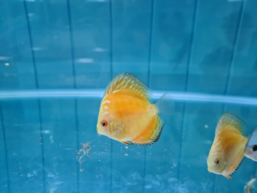 Yellow Checkerboard Discus, Symphysodon Discus, Dieren en Toebehoren, Vissen | Aquariumvissen, Vis, Zoetwatervis