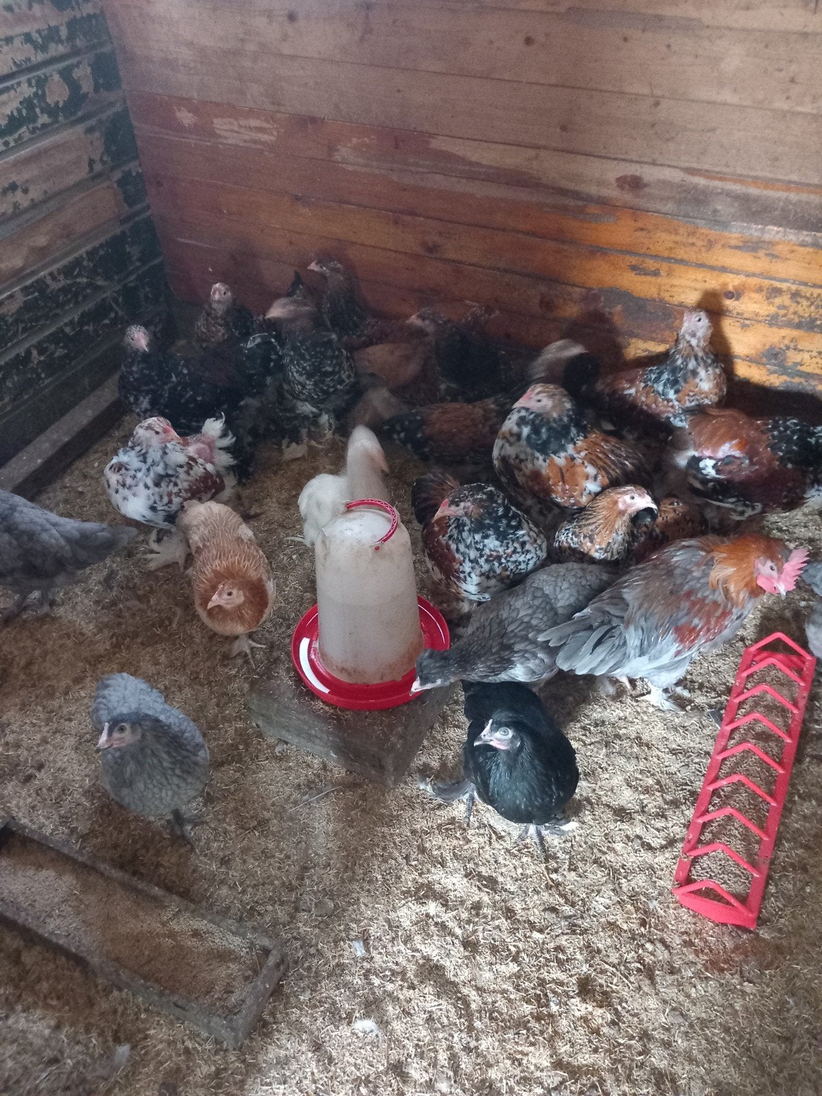 Brahma kuikens (porcelijn), Dieren en Toebehoren, Pluimvee, Meerdere dieren, Kip