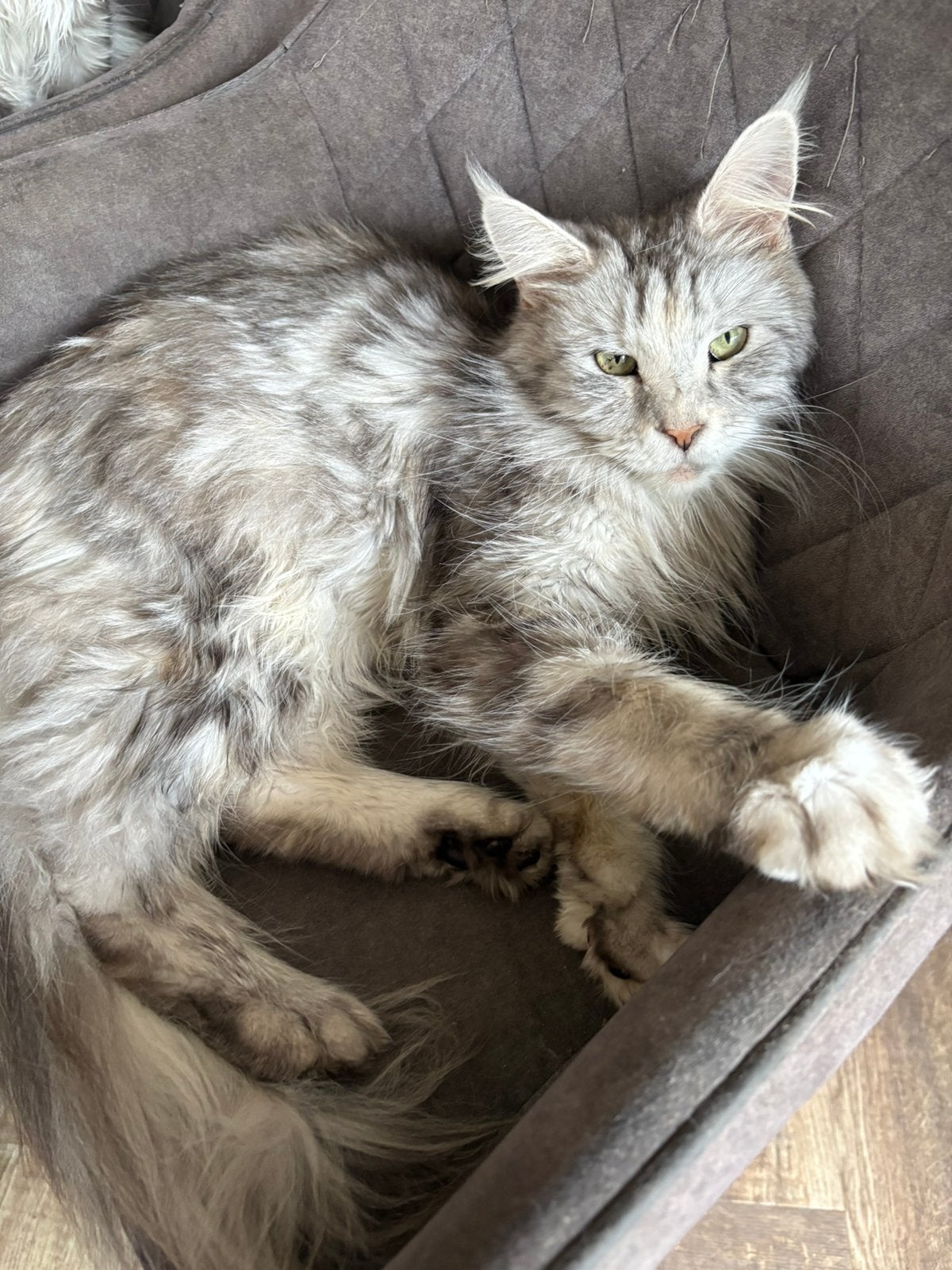 Lieve maine coon poes met stamboom, Dieren en Toebehoren, Katten en Kittens | Raskatten | Langhaar, Poes, Met stamboom, 3 tot 5 jaar