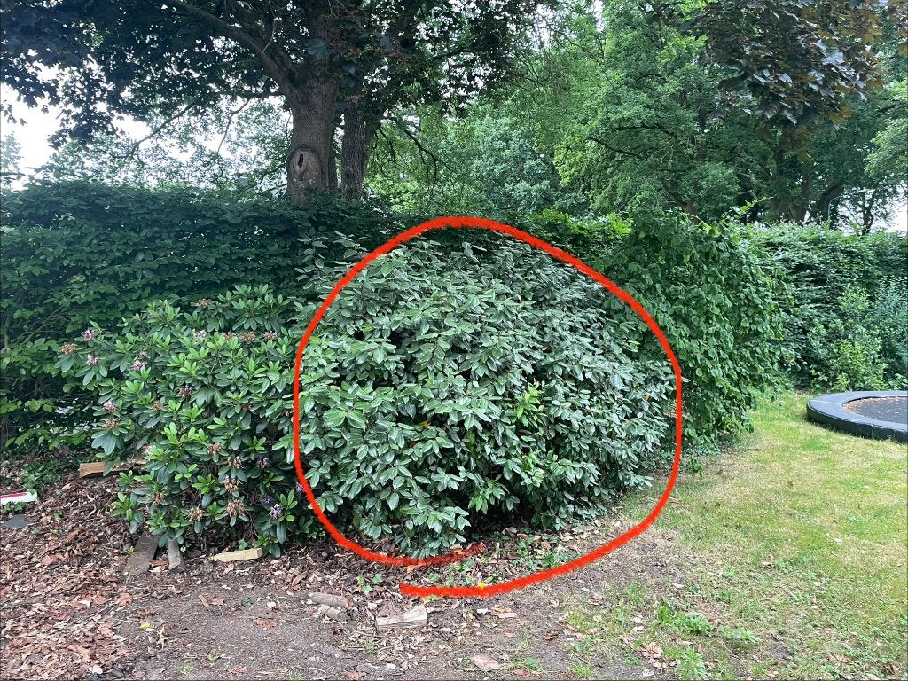 Grote laurier struik GRATIS, Tuin en Terras, Ophalen, Laurier, Struik, 100 tot 250 cm