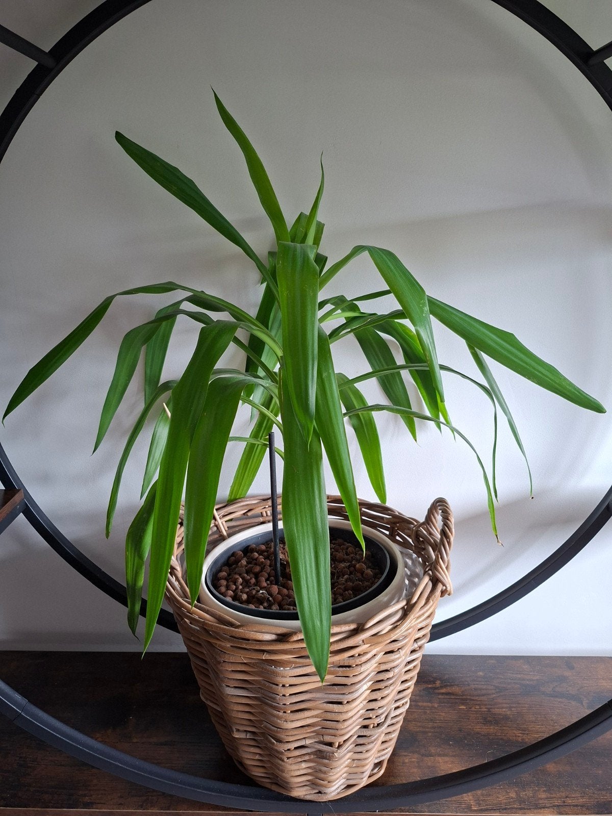 Mooie Yucca plant in rieten mand en grote witte pot, Ophalen, 100 tot 150 cm, In pot, Yucca