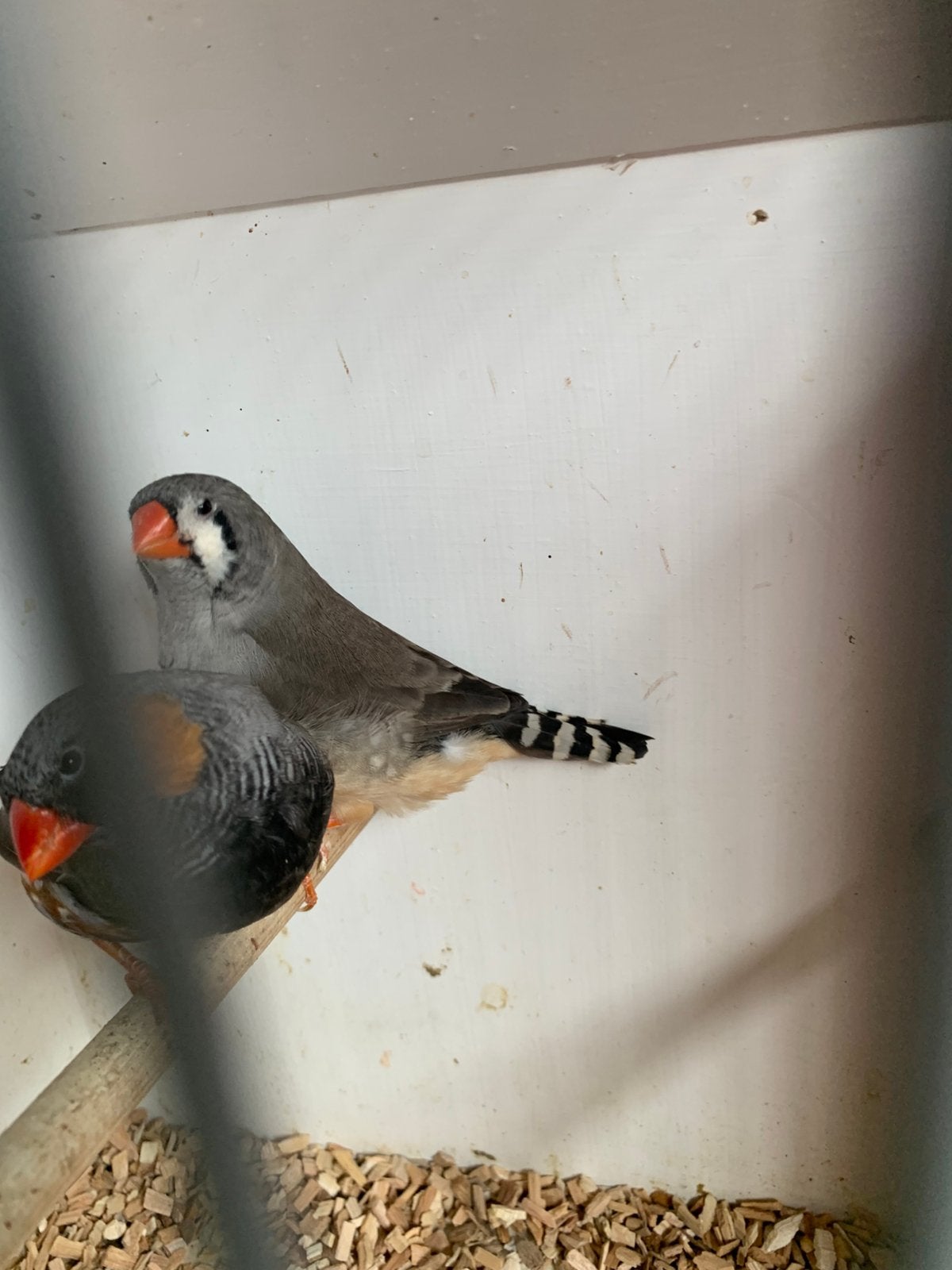 Koppel zebravinken, Dieren en Toebehoren, Vogels | Overige Vogels, Meerdere dieren