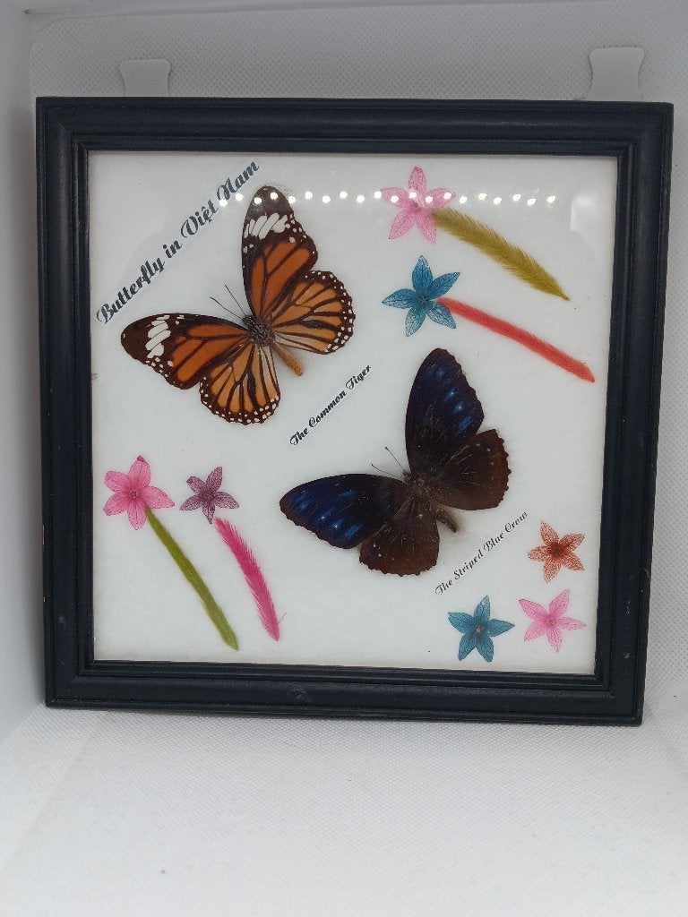 Vlinderlijst met 2 tropische vlinders, Ophalen of Verzenden