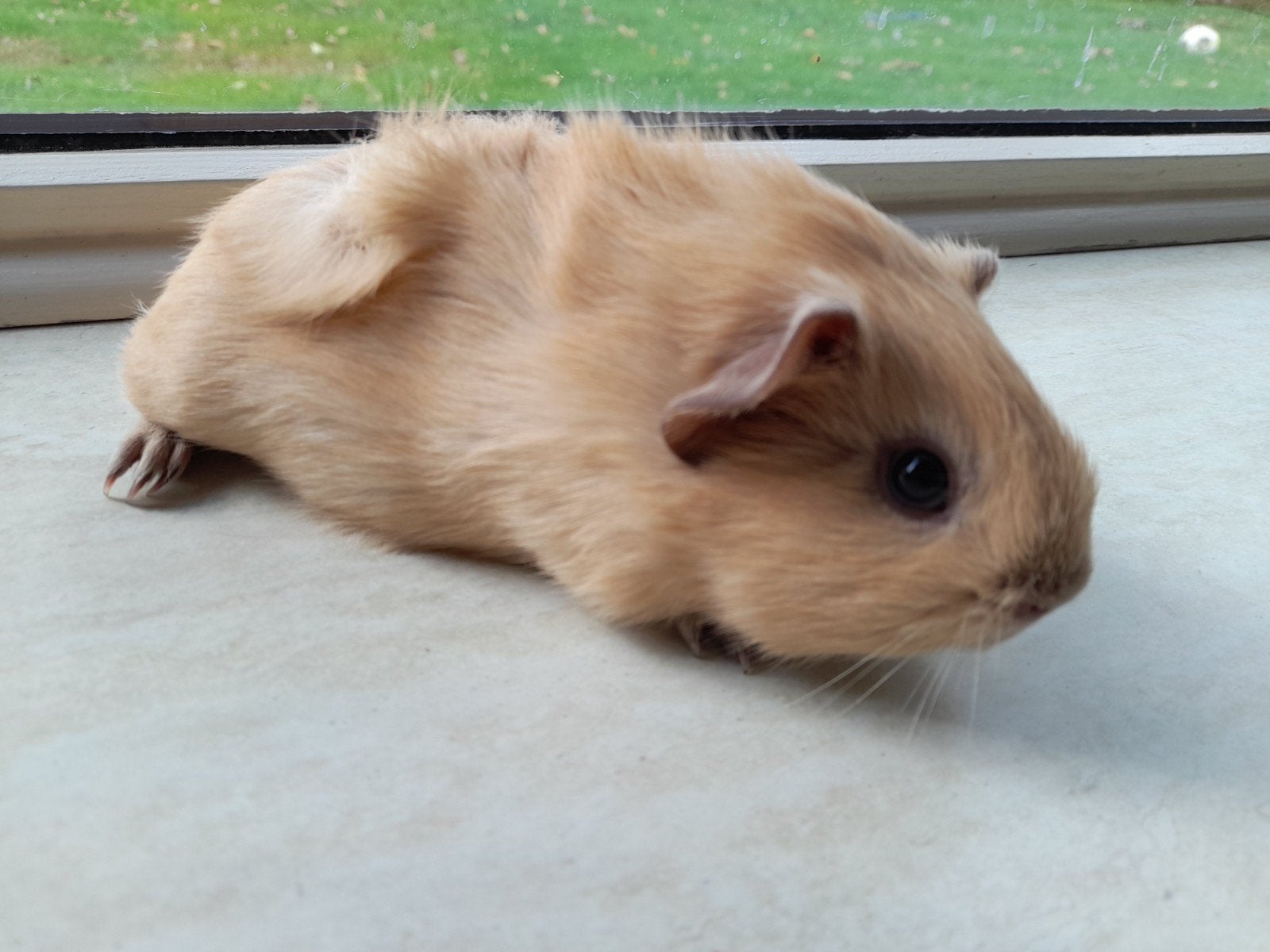 California  cavia, creme kleurig lief mak beertje., Dieren en Toebehoren, Cavia, Augustus, Meerdere dieren, Tam