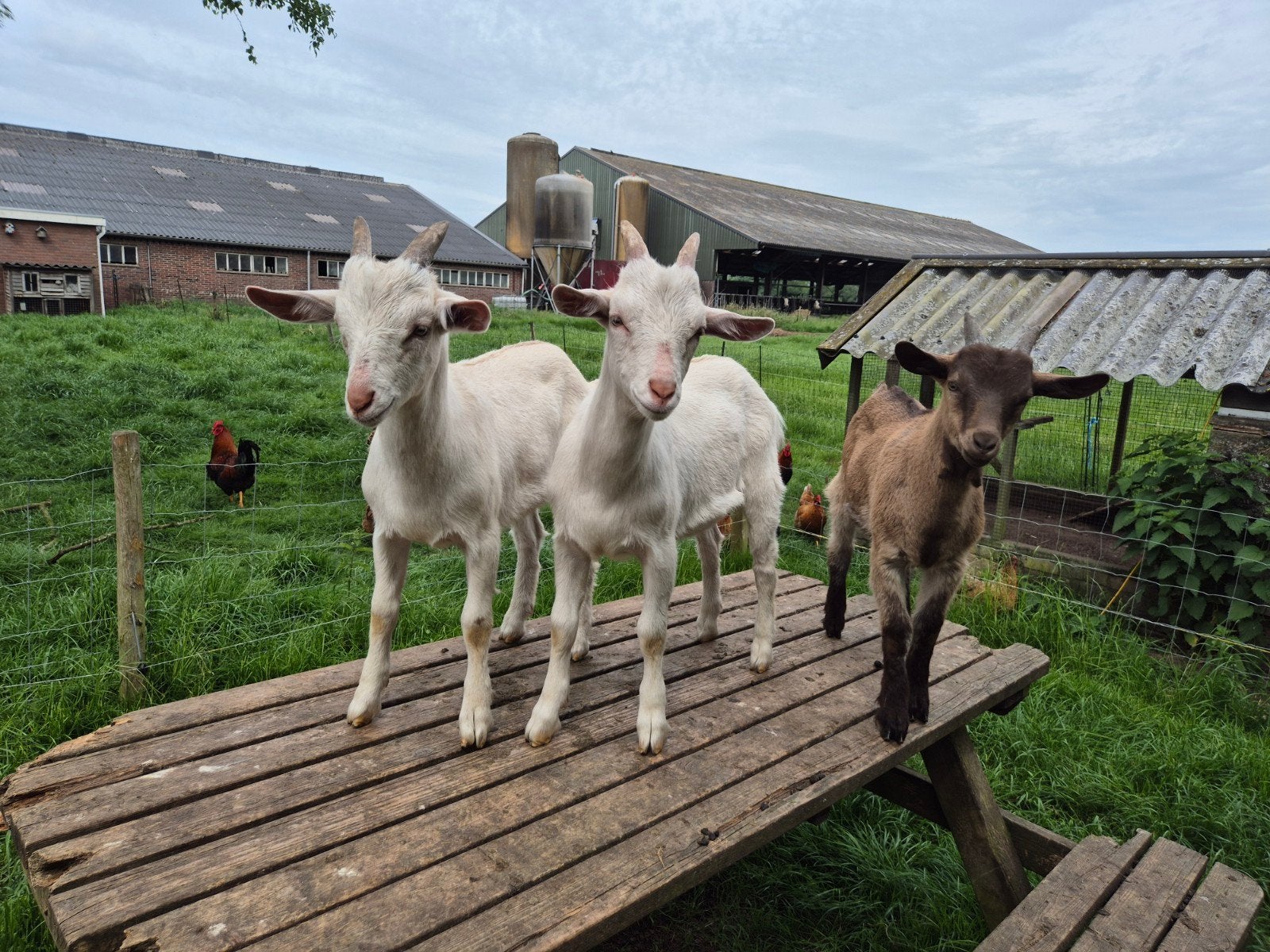 Jonge bokken, hoornloos en met horens., Dieren en Toebehoren, Schapen, Geiten en Varkens, Mannelijk, Geit, 0 tot 2 jaar