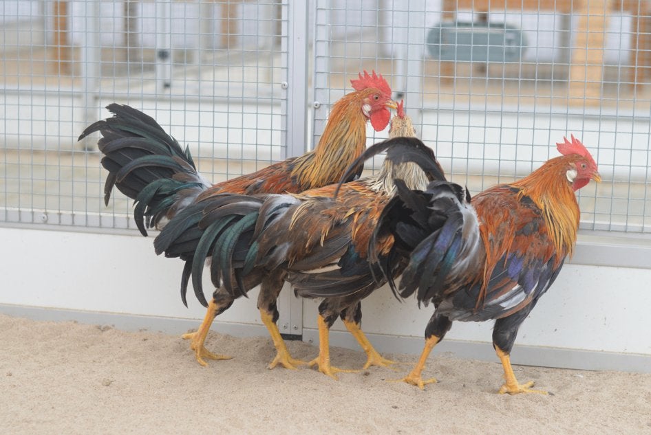 Hanen ter adoptie, Mannelijk, Kip