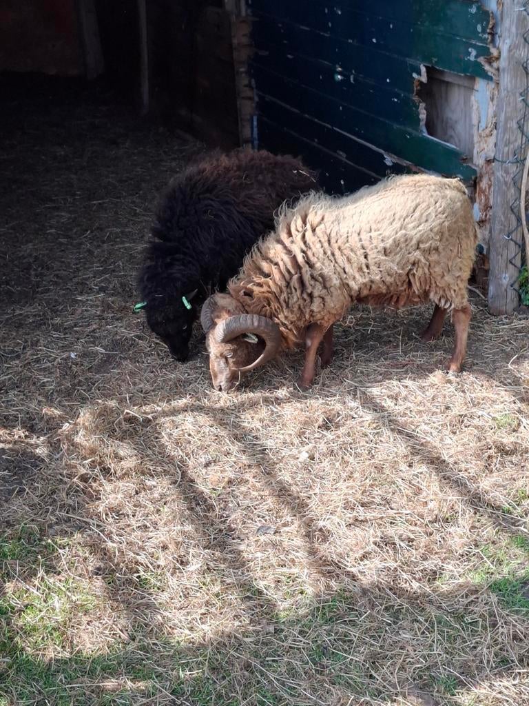 ouessant ram, Mannelijk, Schaap