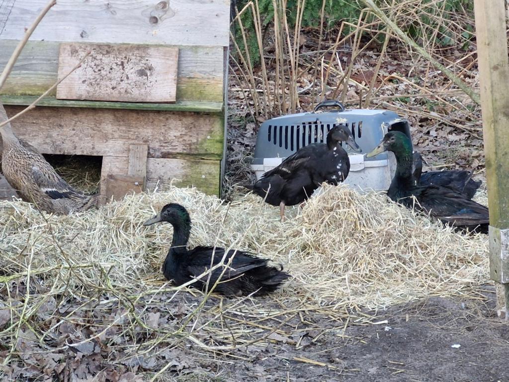 Mooie, gezonde, jonge groep loopeenden, Dieren en Toebehoren, Pluimvee, Meerdere dieren, Eend