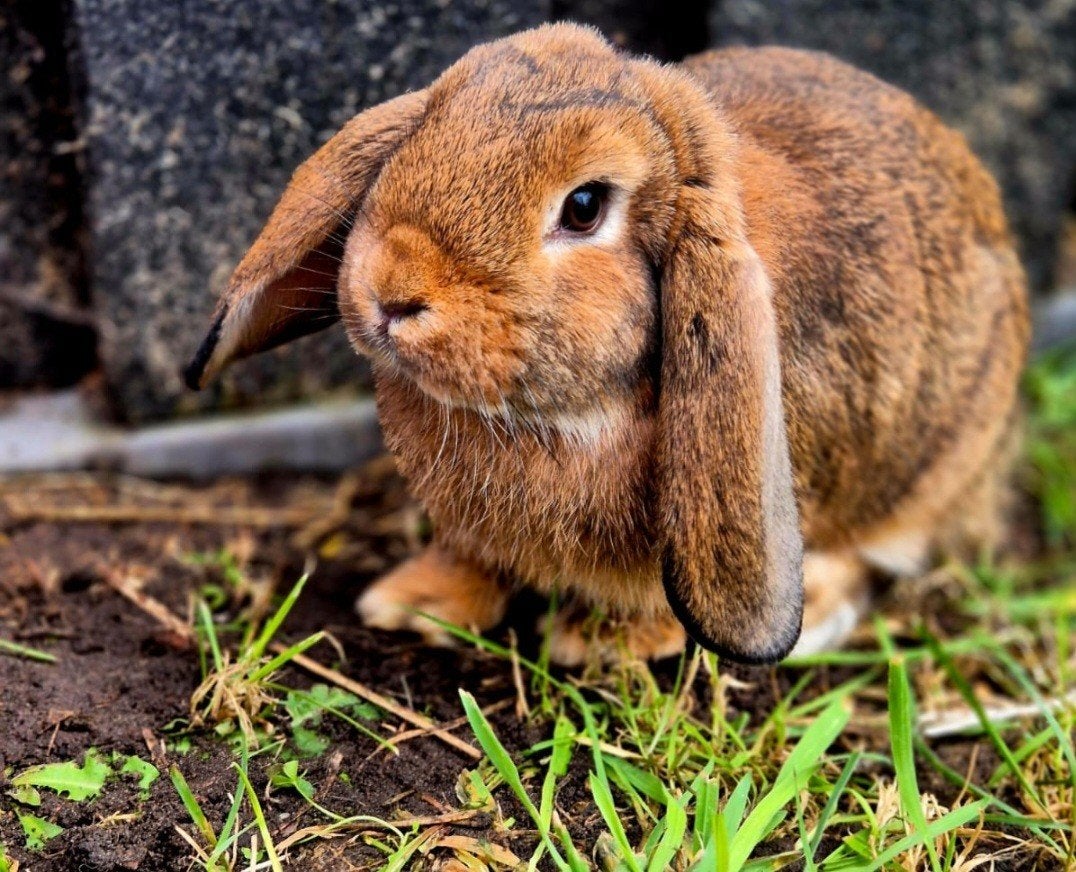 te koop nederlandse dwerg hangoor konijntjes, Dieren en Toebehoren, Konijnen, Meerdere dieren, Dwerg, Hangoor