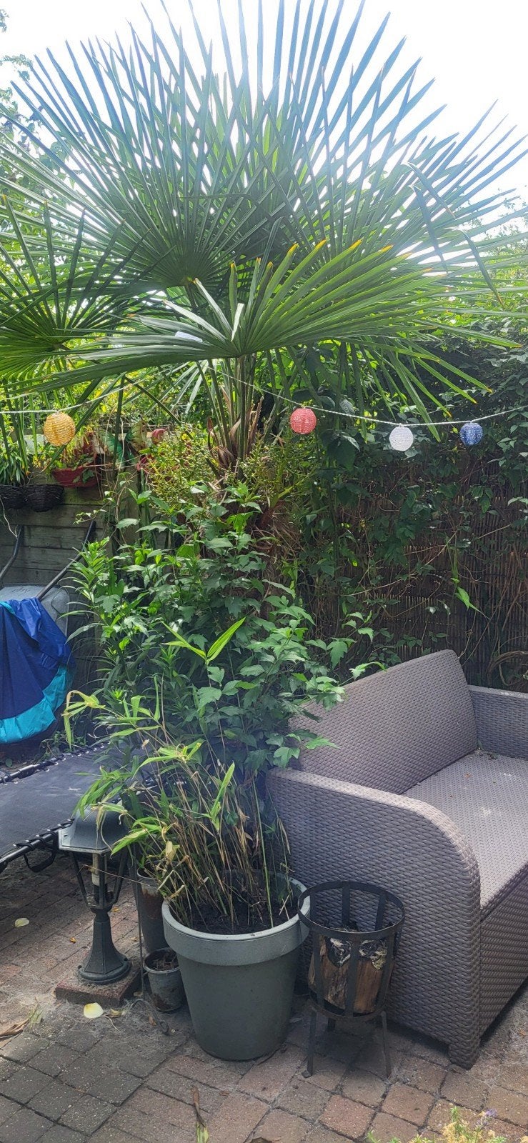 3 winterharde palmbomen, 100 tot 250 cm, Zomer, Palmboom, Ophalen