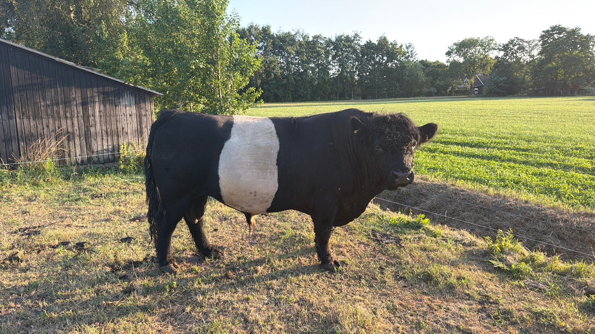 Belted galloway stier 7 jaar, Ophalen