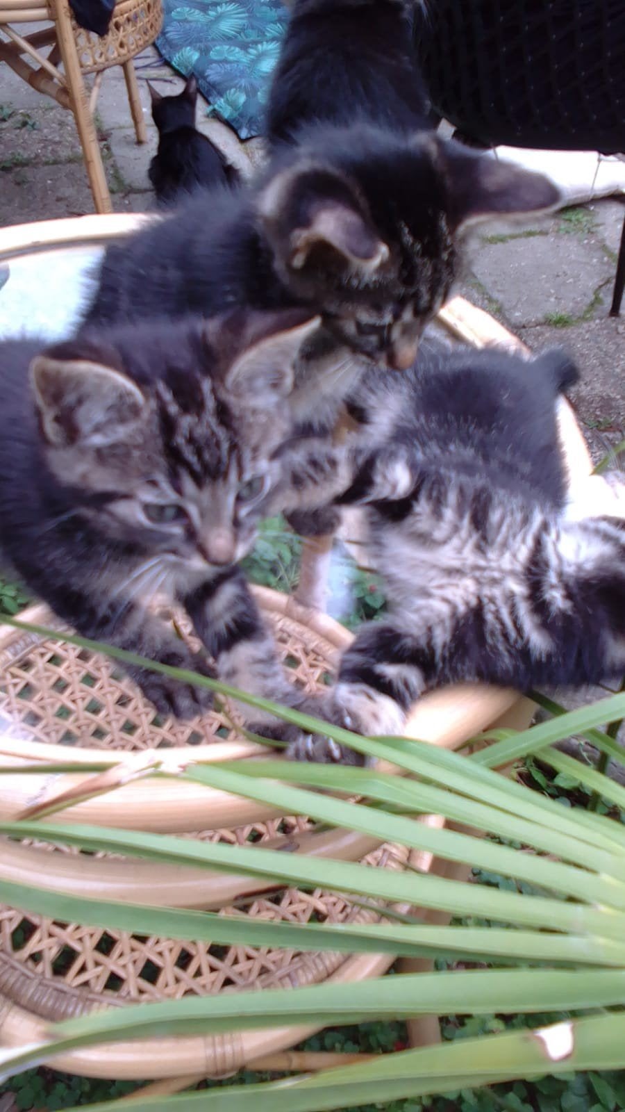 Kittens, Meerdere dieren, Kortharig, 0 tot 2 jaar