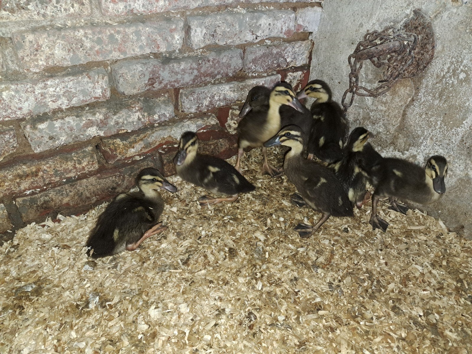 Loopeend kuikens, Dieren en Toebehoren, Geslacht onbekend, Eend