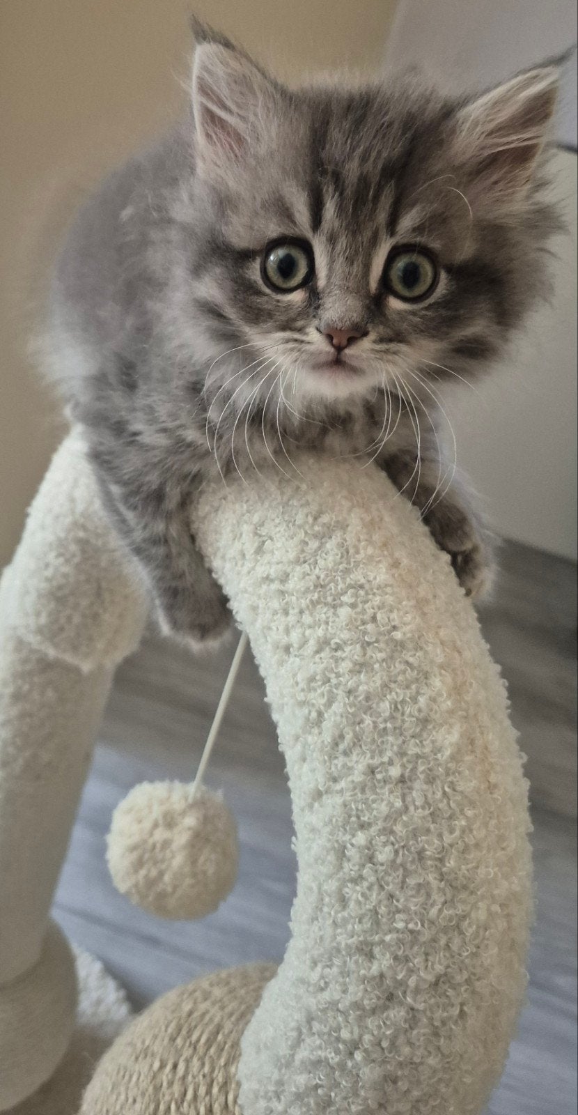 Nog 1 katertje♡ Lieve Britse langhaar kittens♡, Dieren en Toebehoren, Meerdere dieren, Gechipt
