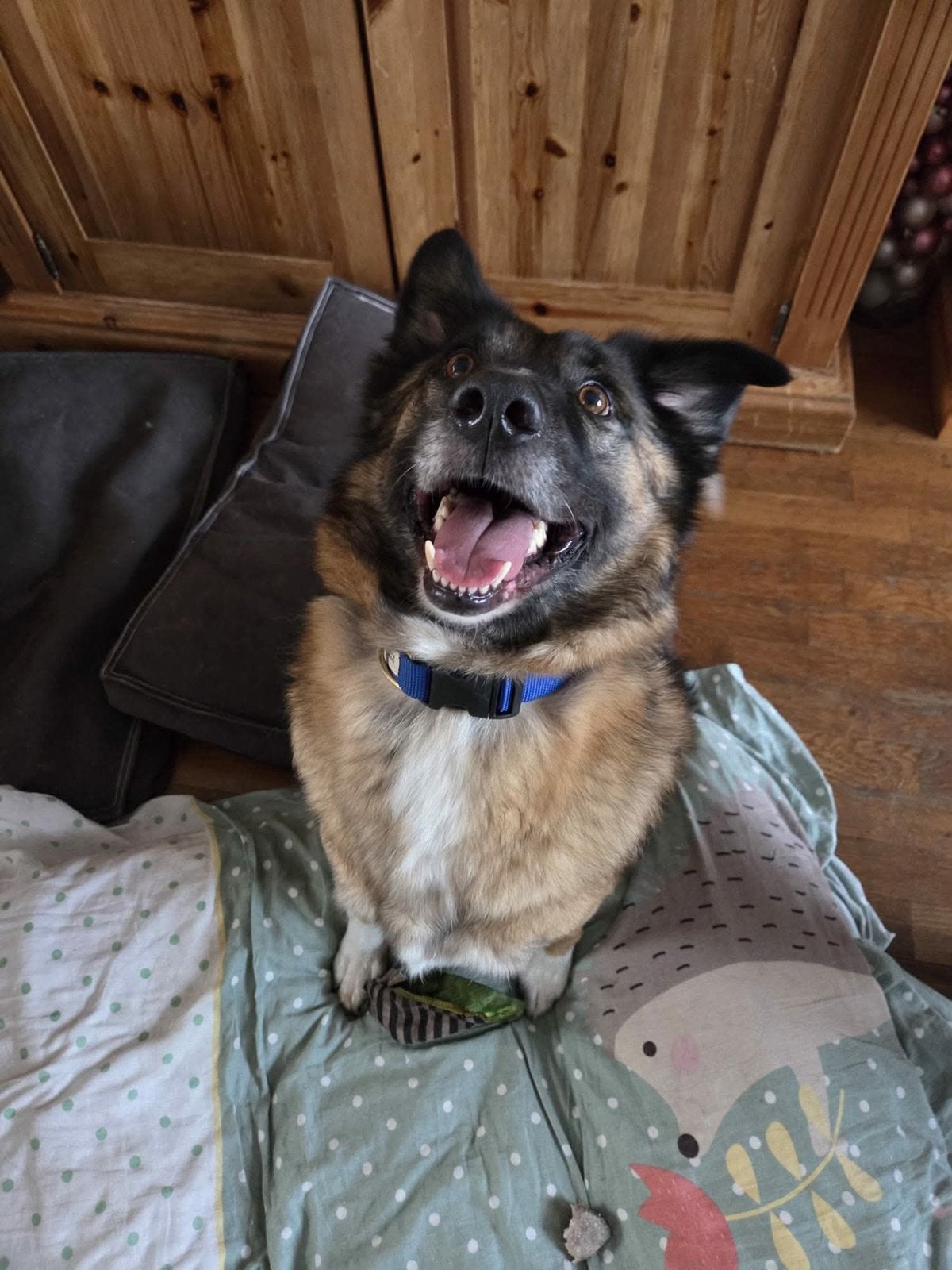 Chester, herder mix reu gec 2 jaar, Dieren en Toebehoren, Particulier, Reu, 1 tot 2 jaar, Buitenland