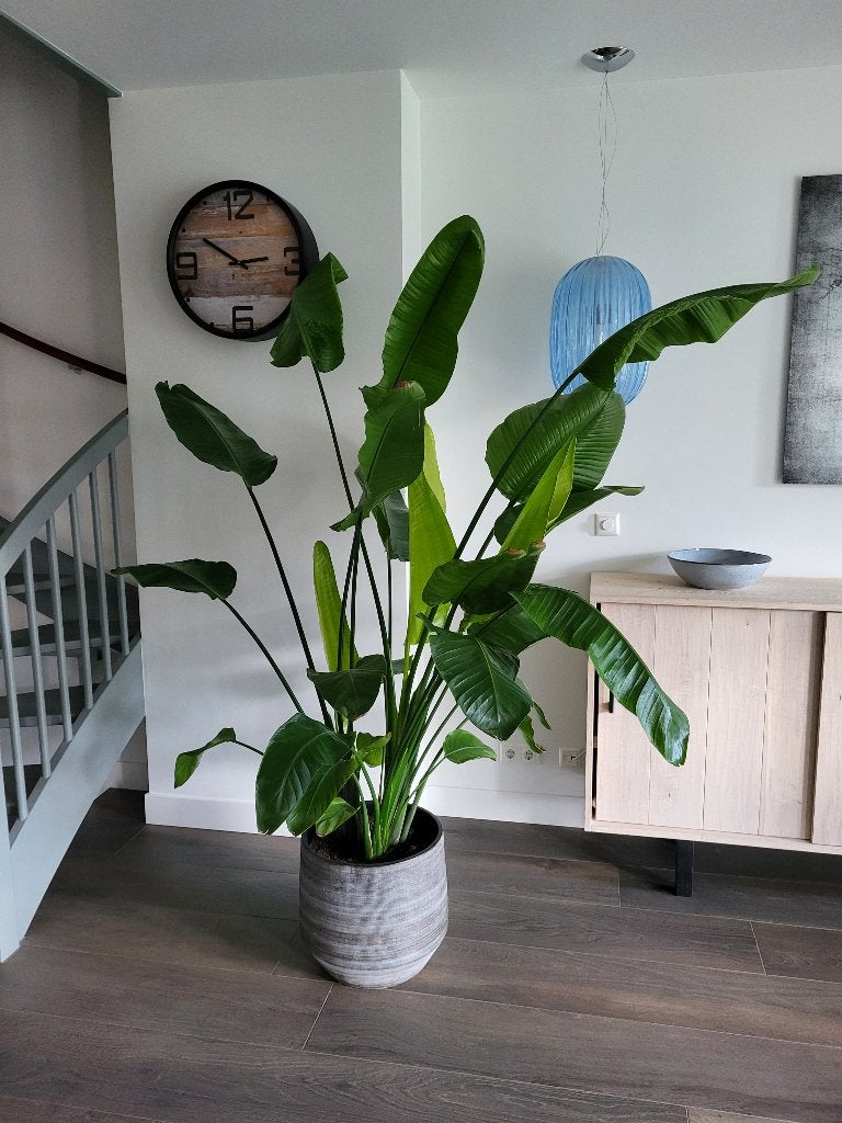 Mooie Strelizia Nicolai Paradijsvogelplant met pot, Ophalen, 200 cm of meer, Overige soorten, Halfschaduw