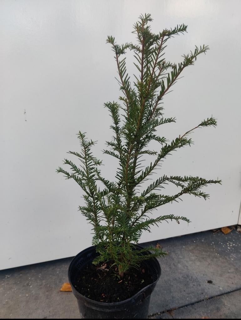 Taxus baccata in pot, Ophalen of Verzenden, Taxus
