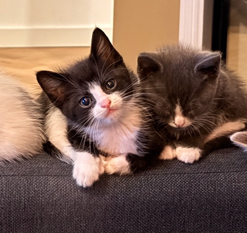 Prachtige Britse korthaar mix kittens, Dieren en Toebehoren, Katten en Kittens | Raskatten | Korthaar, Meerdere dieren, Ontwormd