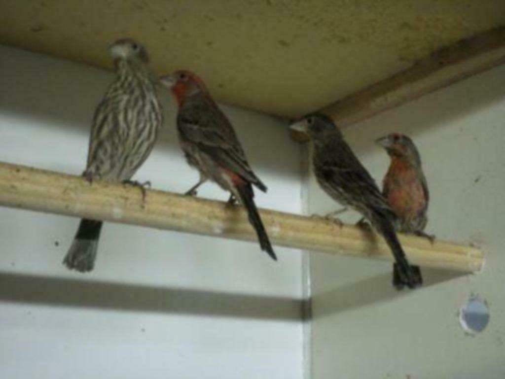 te koop koppels mexicaanse roodmussen, Meerdere dieren