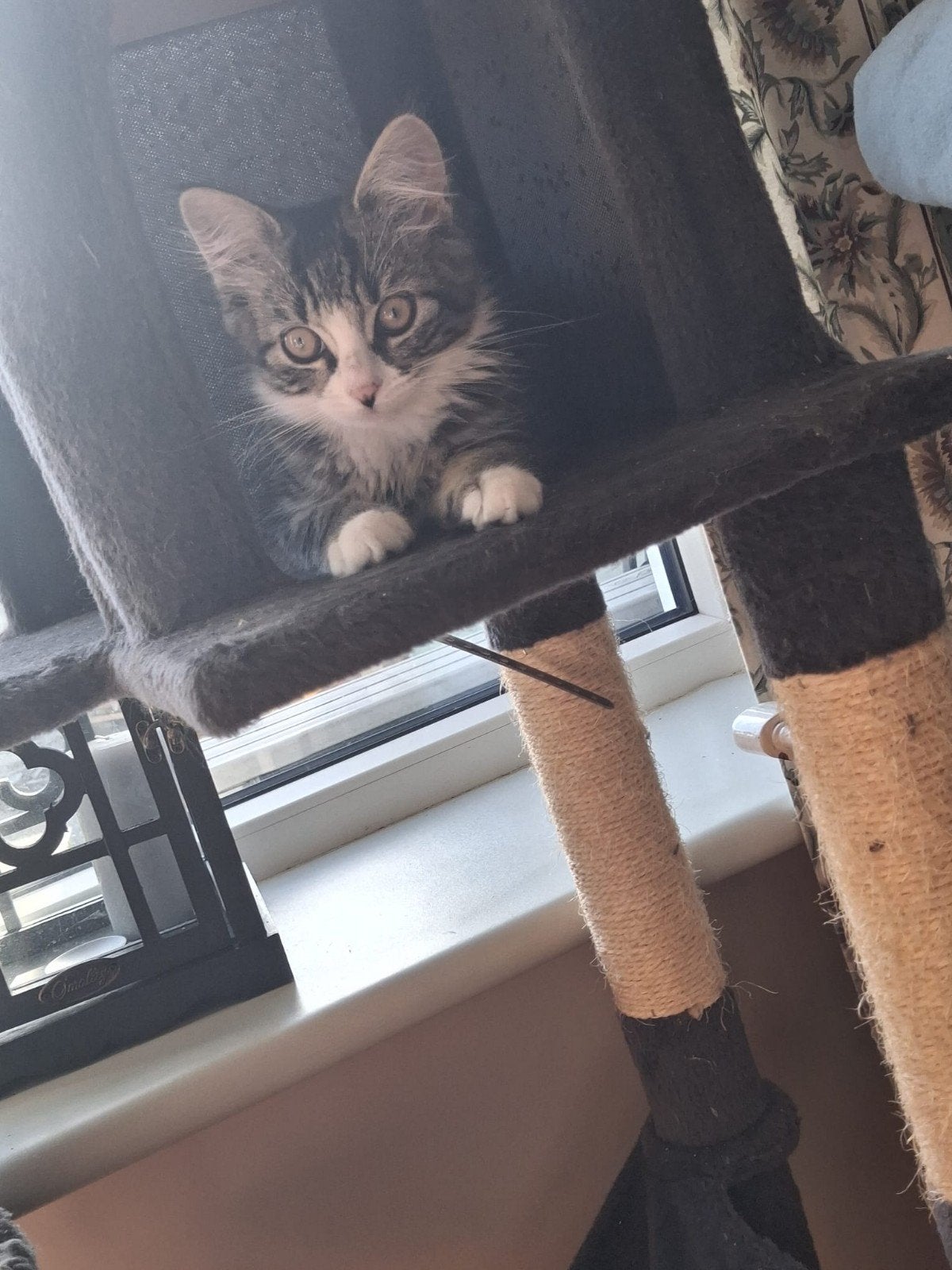 Nog 1 prachtig Maincoon x Ragdoll kitten vrouwtje, Poes, Langharig