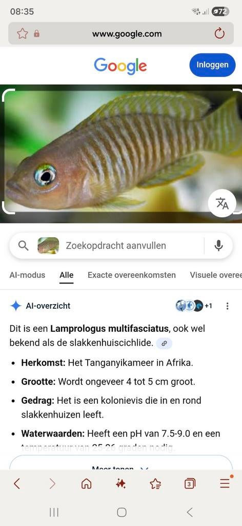 Gezocht Neolamprologus similis, Dieren en Toebehoren, Vissen | Aquariumvissen, Vis
