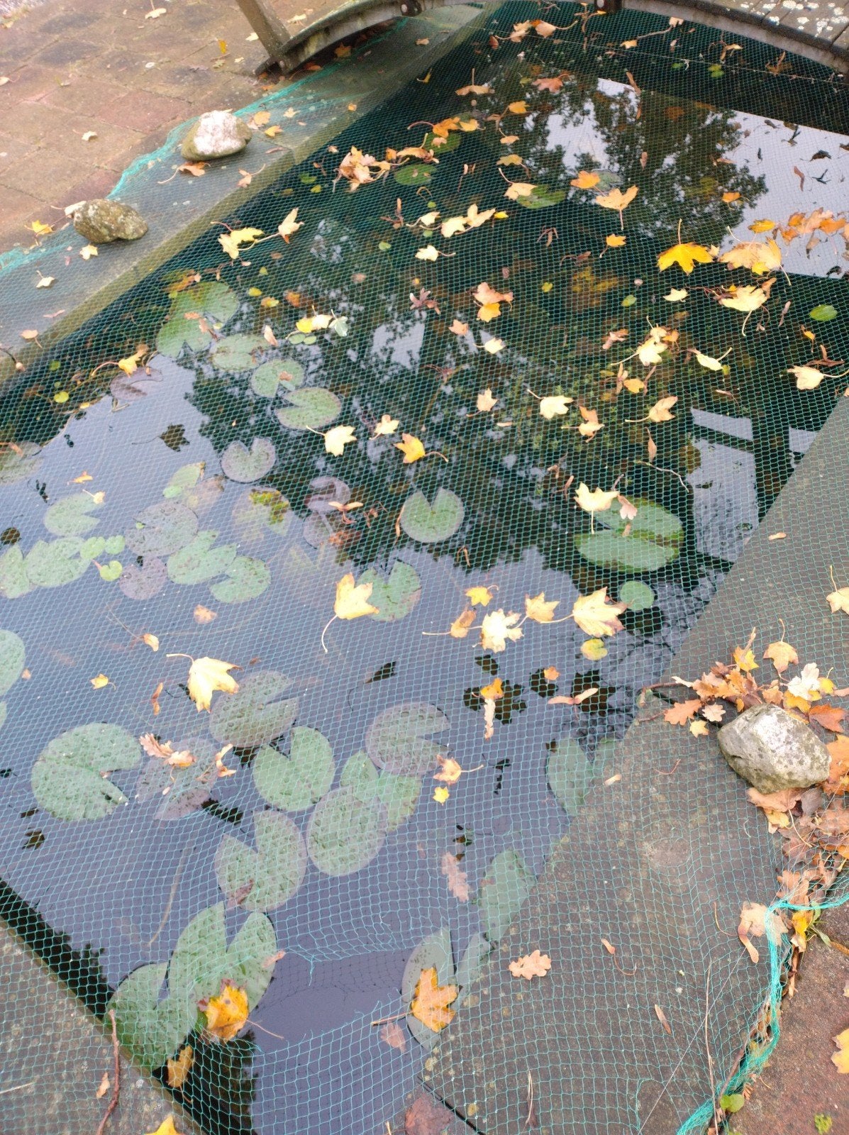 Zsm ophalen! Vissen en planten uit vijver, Tuin en Terras, Ophalen