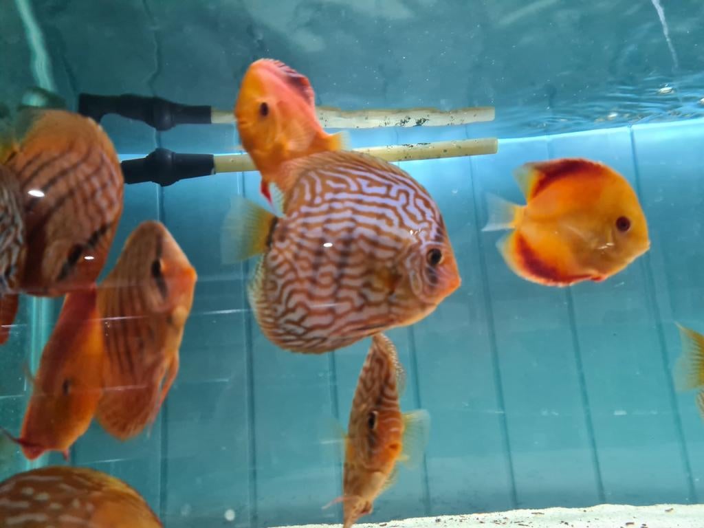 Blue Turqouise Discus, Symphysodon Discus, Dieren en Toebehoren, Vis, Zoetwatervis