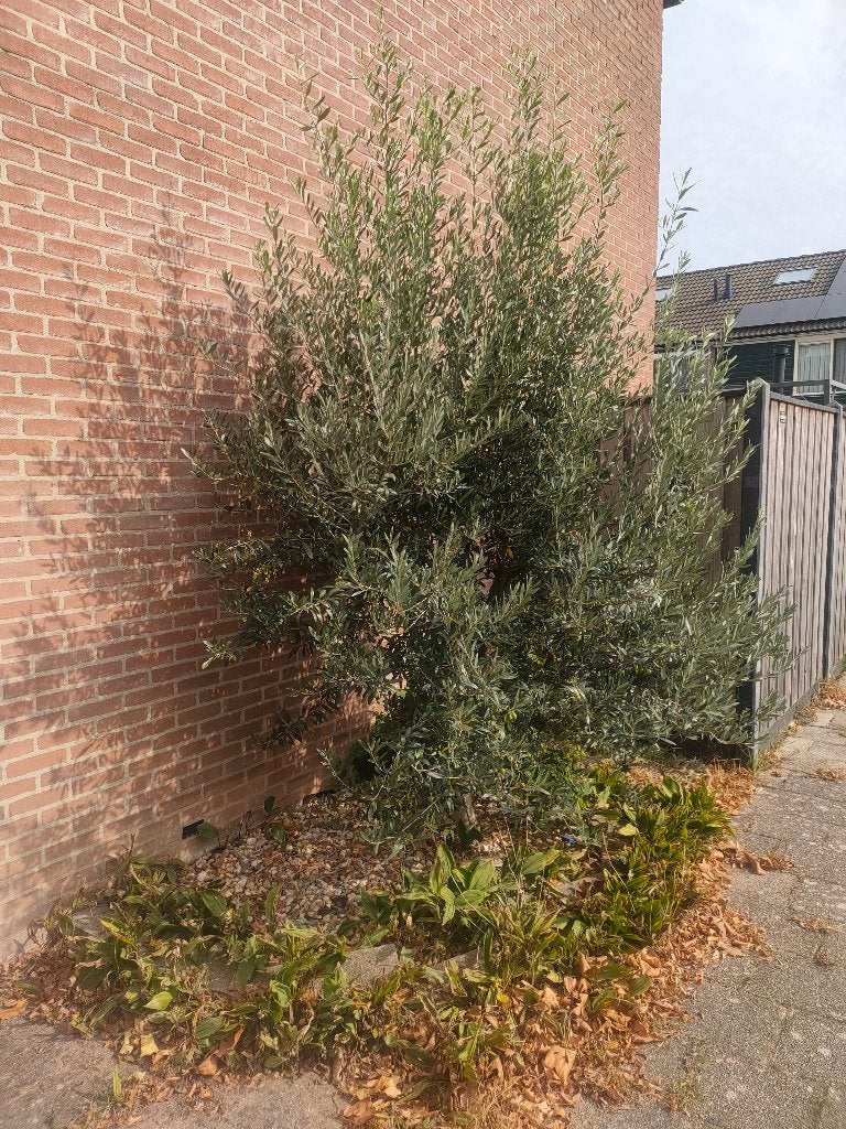 Mooie Olijfboom, Tuin en Terras, Bloeit niet, 100 tot 250 cm, Olijfboom, Ophalen