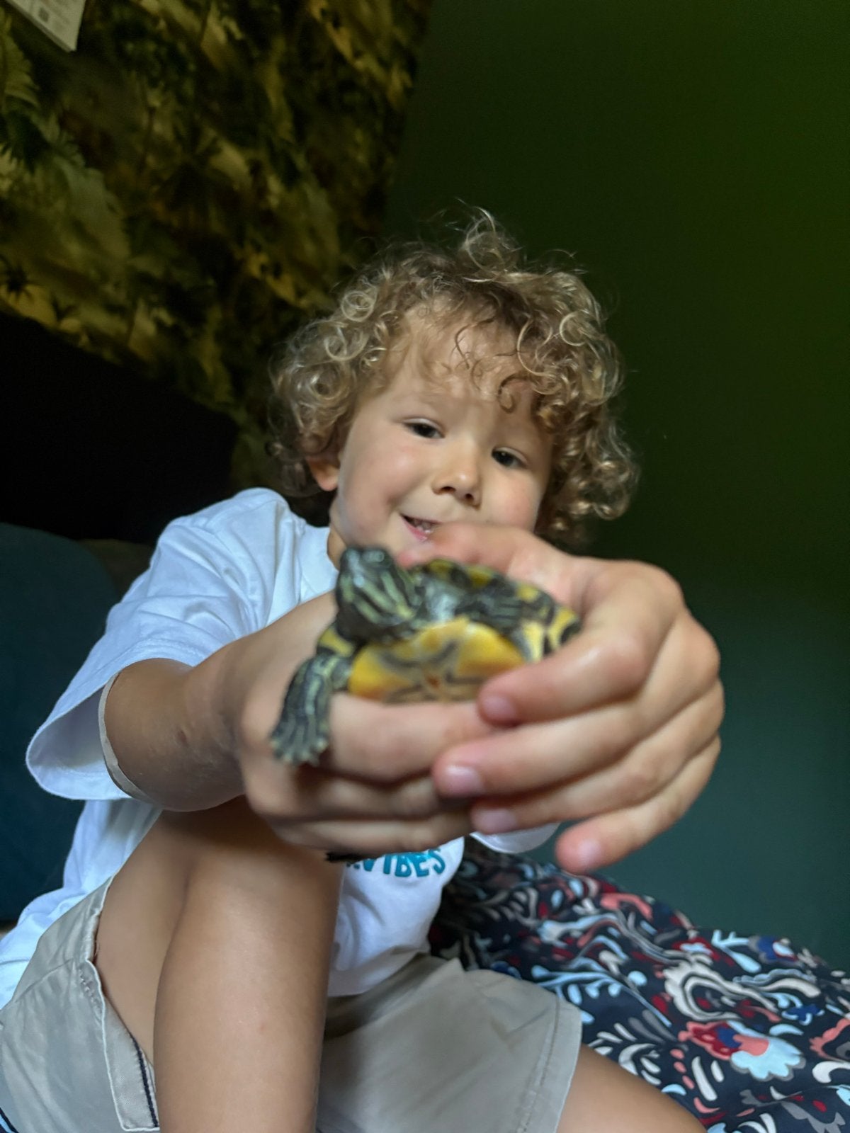 Muskus schildpas 2 jaar te koop, Dieren en Toebehoren, Schildpad, Met terrarium, 0 tot 2 jaar