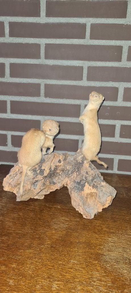 Taxidermie opgezette nertsen, Ophalen, Gebruikt, Wild dier, Opgezet dier