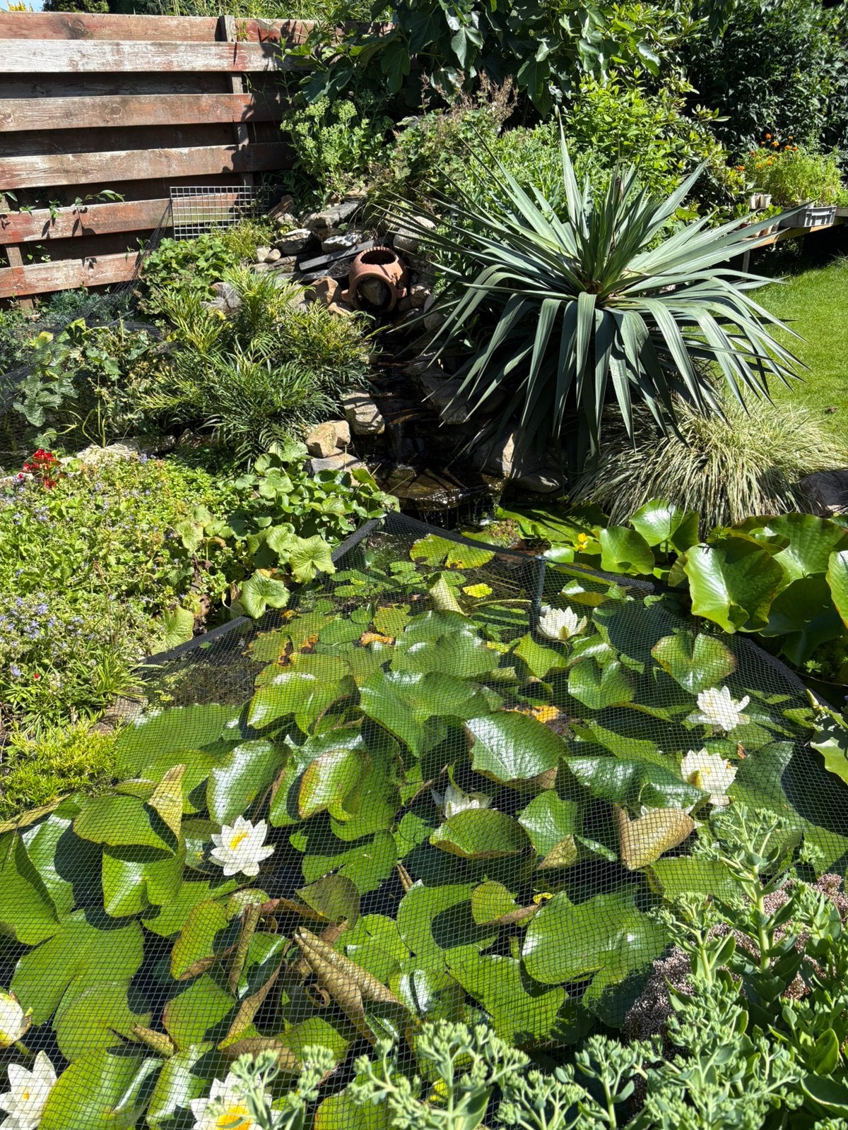 Waterplanten vijver planten, Ophalen of Verzenden, Volle zon, Knol