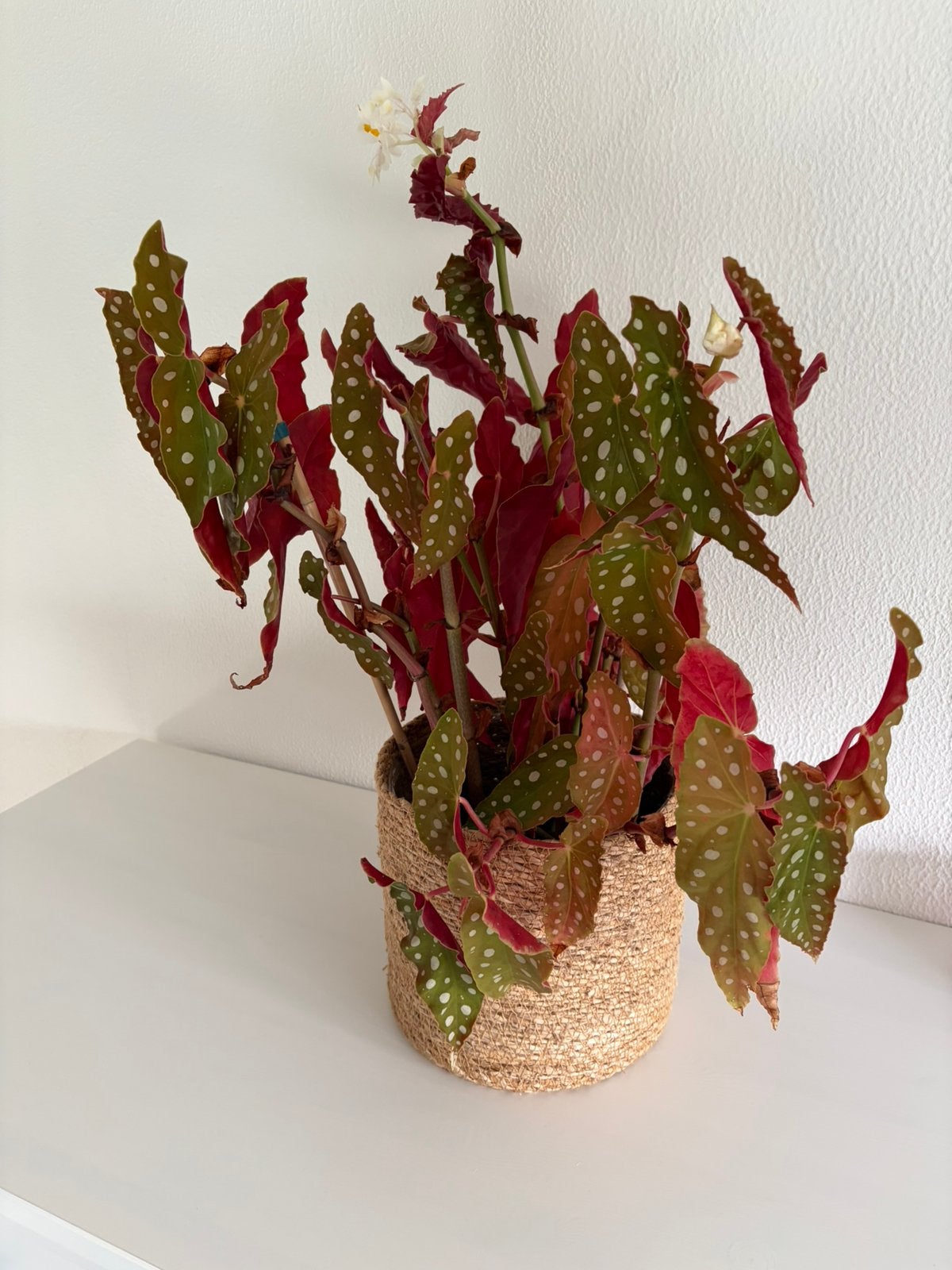 stippenbegonia, Ophalen, Halfschaduw, Minder dan 100 cm