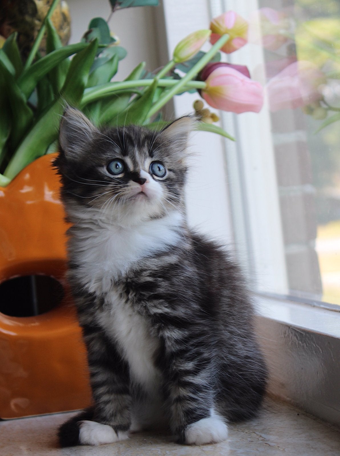 Liefste pluizenbollen zoeken knuffelbaasjes (ragdollxbritt), Dieren en Toebehoren, Kater, Ontwormd, 0 tot 2 jaar