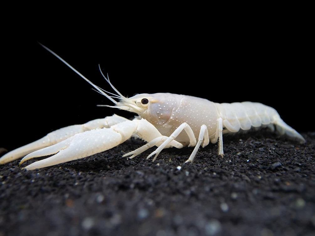 Aquarium Kreeft Wit, Kreeft, Krab of Garnaal, Zoetwatervis