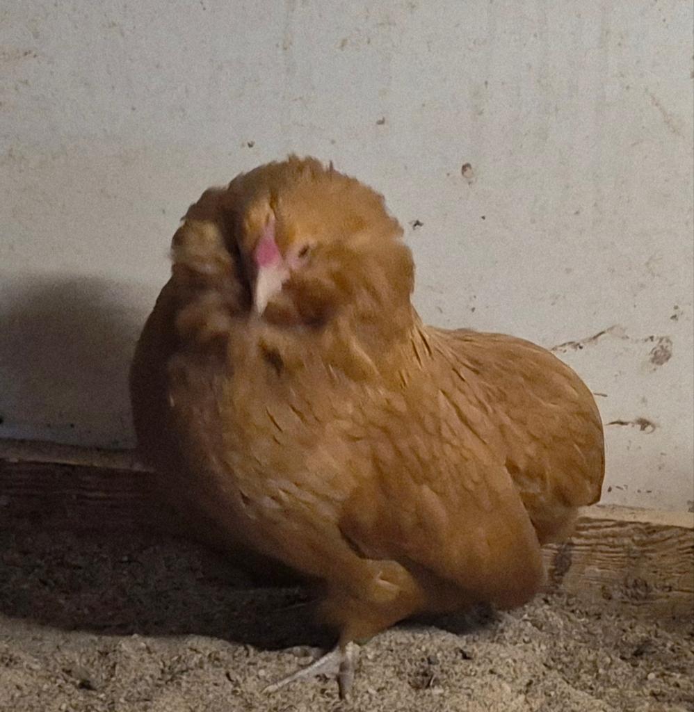 Grubbe en Antwerpse Baardkriel., Dieren en Toebehoren, Meerdere dieren, Kip